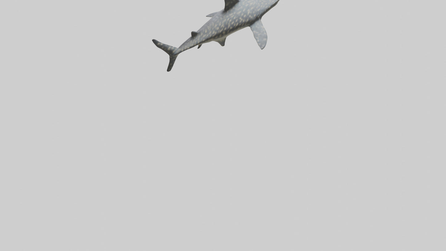 Leopard Shark resting model VR / AR / low-poly