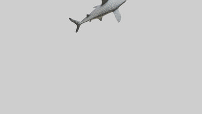 Leopard Shark resting model VR / AR / low-poly
