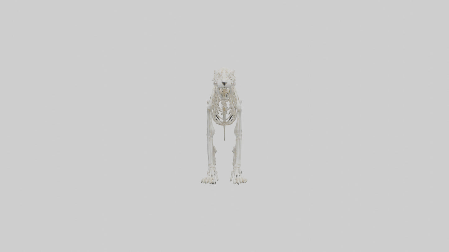 Leopard Skeleton model VR / AR / low-poly