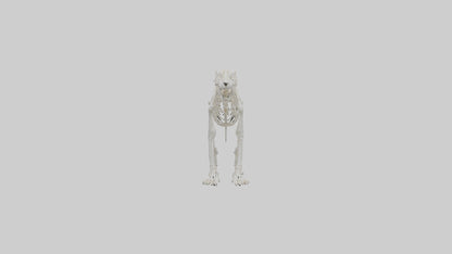 Leopard Skeleton model VR / AR / low-poly