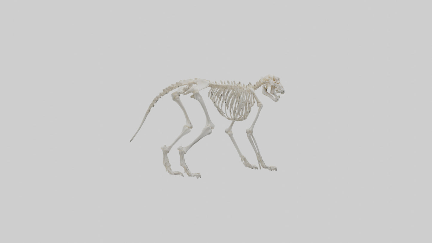 Leopard Skeleton model VR / AR / low-poly