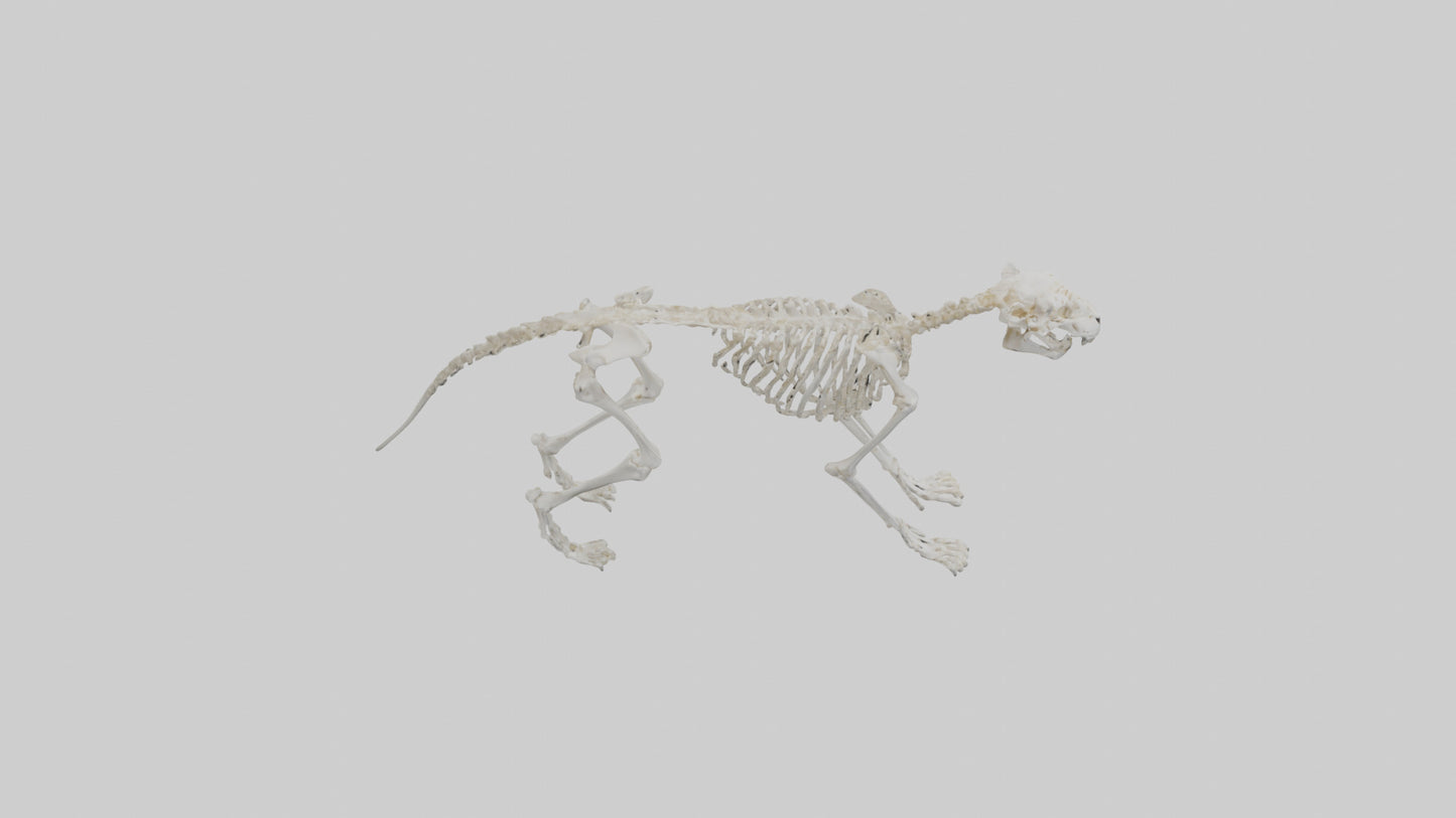 Leopard Skeleton model VR / AR / low-poly