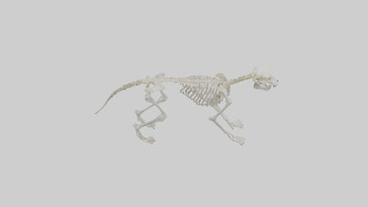 Leopard Skeleton model VR / AR / low-poly