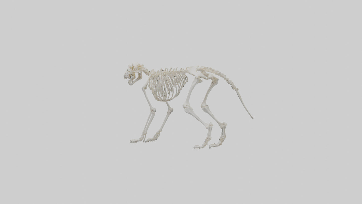 Leopard Skeleton model VR / AR / low-poly