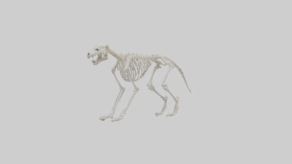 Leopard Skeleton model VR / AR / low-poly