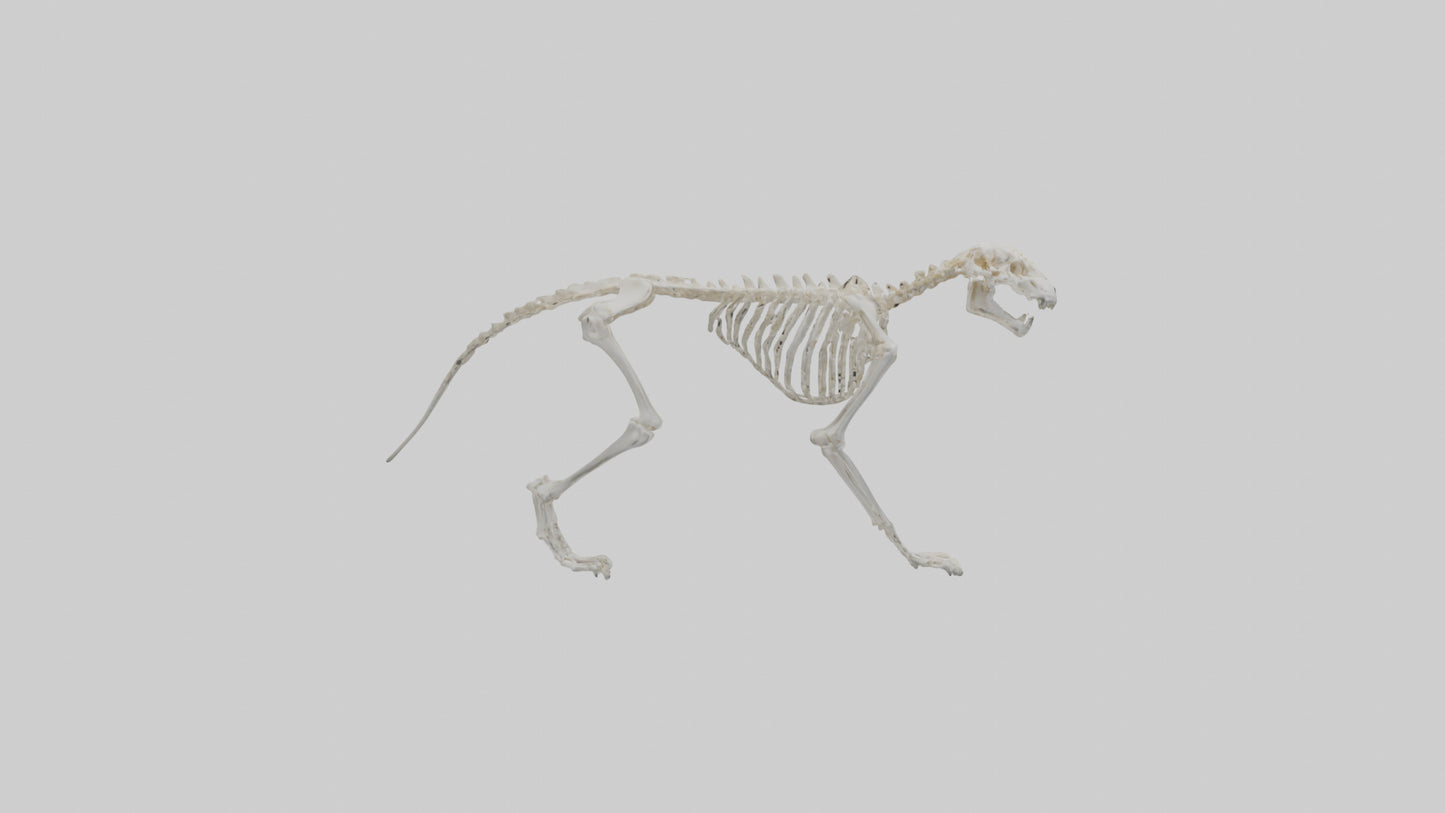 Leopard Skeleton model VR / AR / low-poly