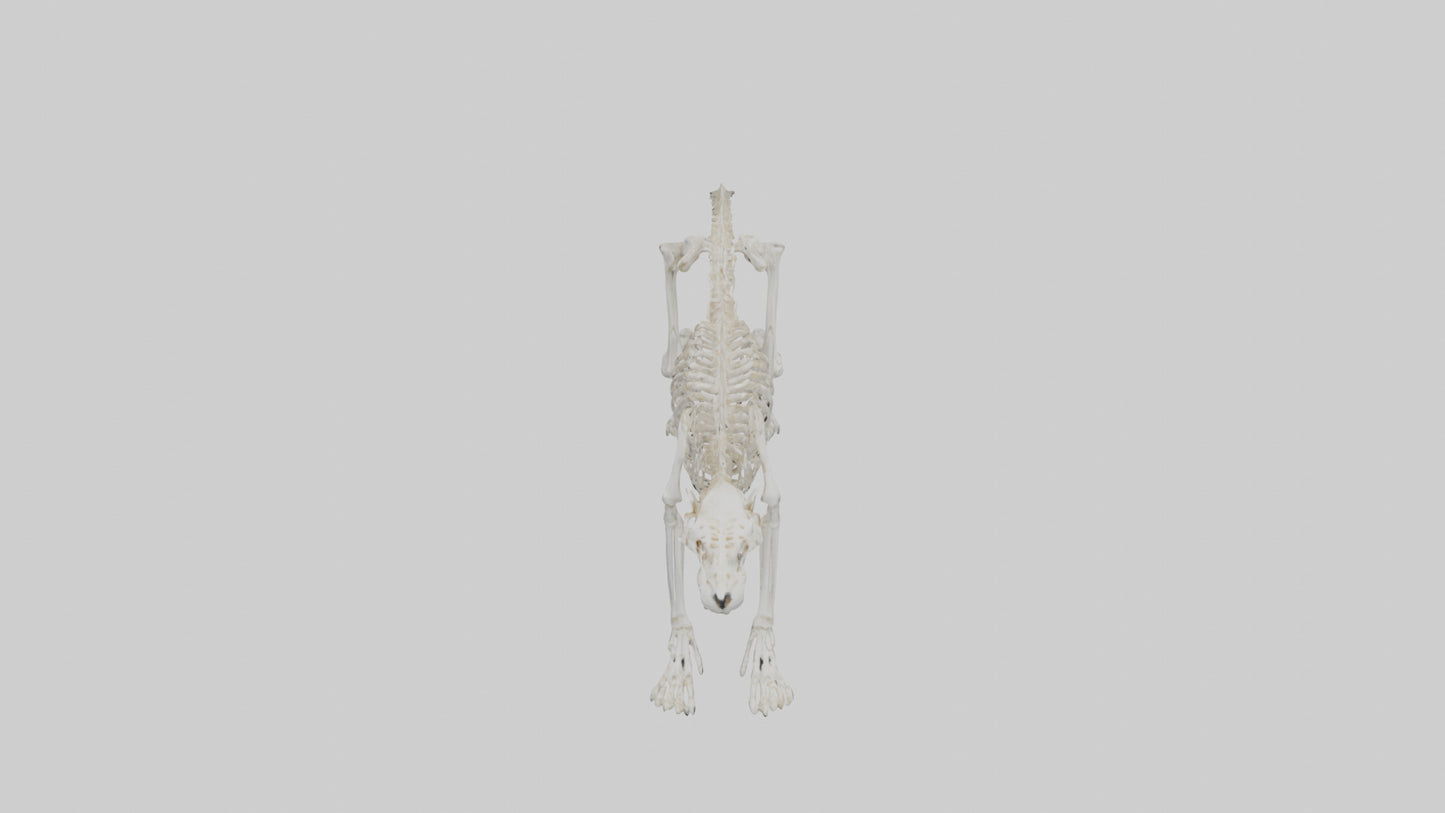 Leopard Skeleton model VR / AR / low-poly