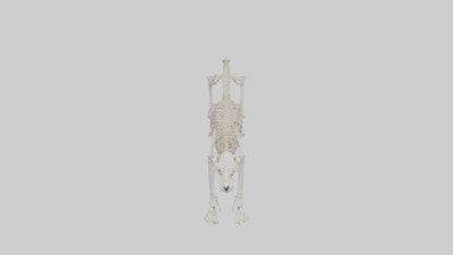 Leopard Skeleton model VR / AR / low-poly