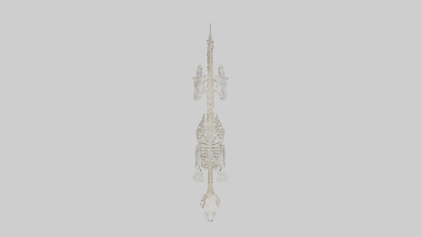 Leopard Skeleton model VR / AR / low-poly