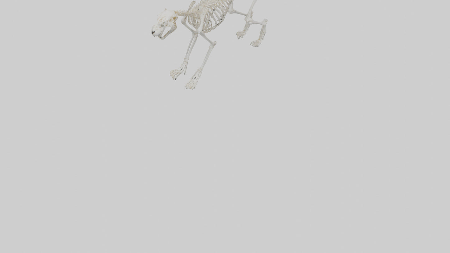 Leopard Skeleton model VR / AR / low-poly
