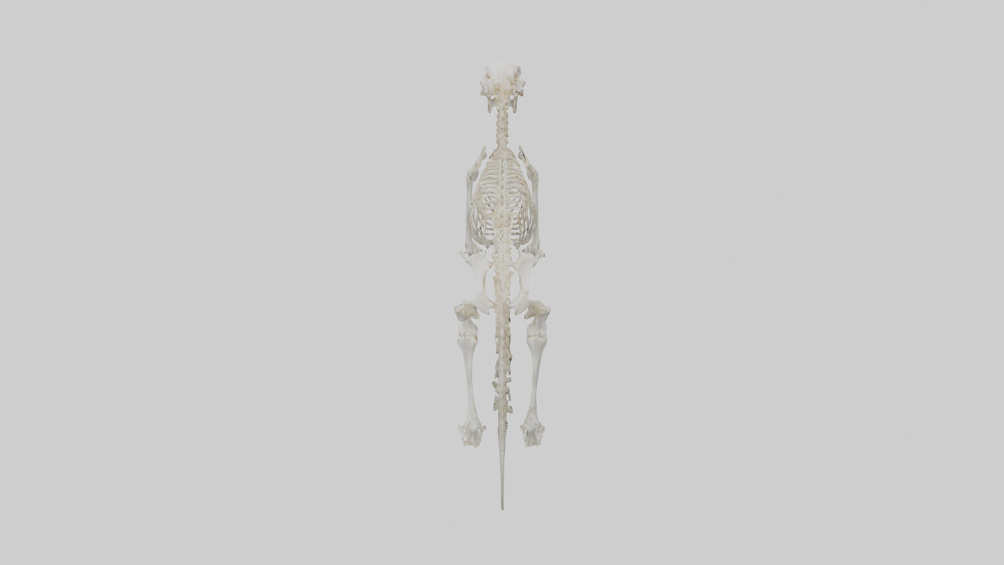 Leopard Skeleton model VR / AR / low-poly