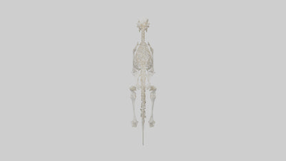 Leopard Skeleton model VR / AR / low-poly