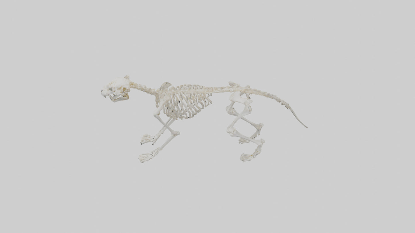 Leopard Skeleton model VR / AR / low-poly