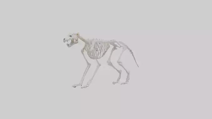 Leopard Skeleton model VR / AR / low-poly