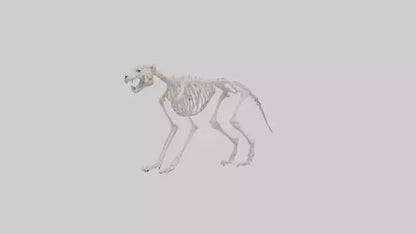 Leopard Skeleton model VR / AR / low-poly