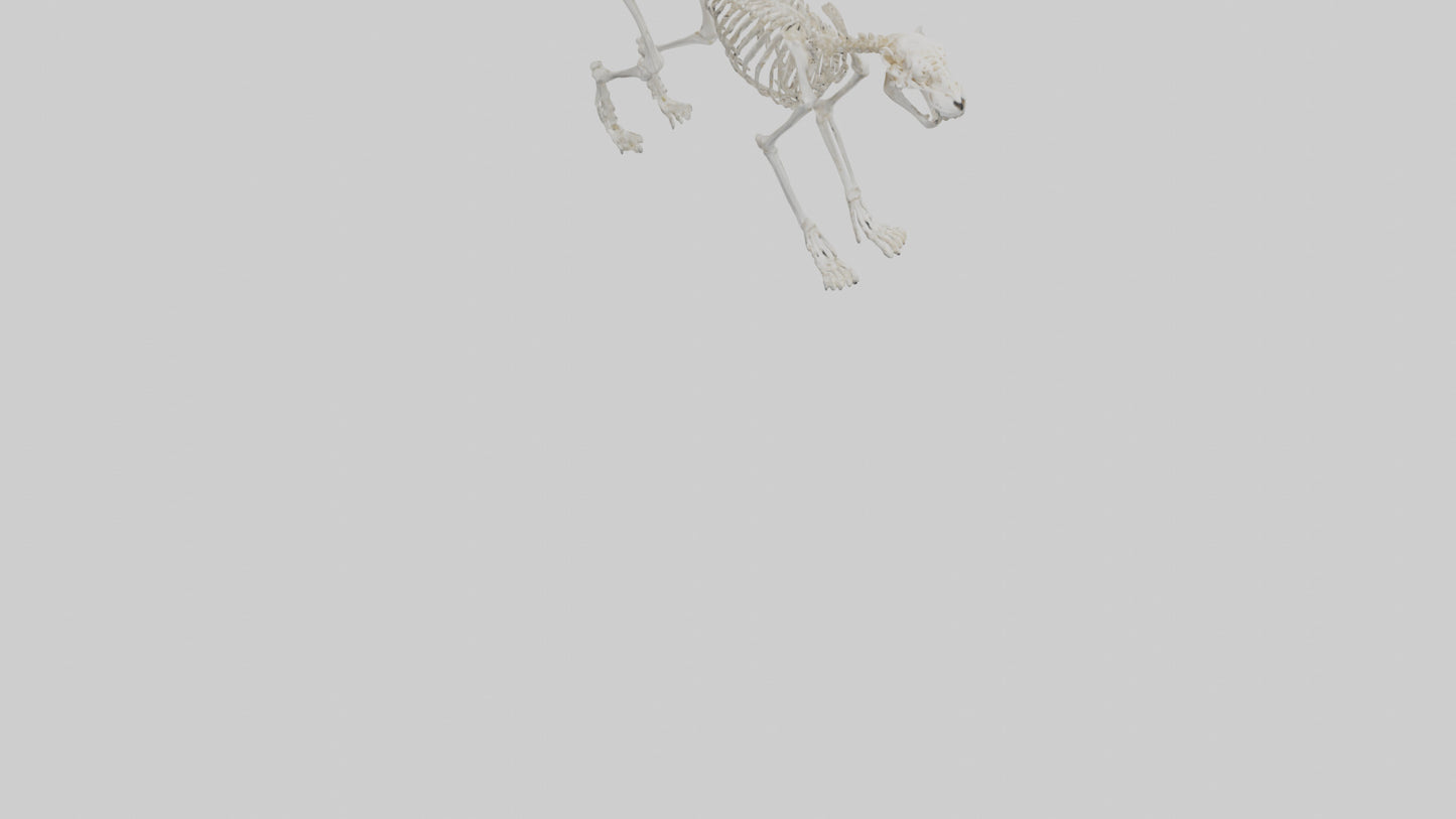 Leopard Skeleton model VR / AR / low-poly