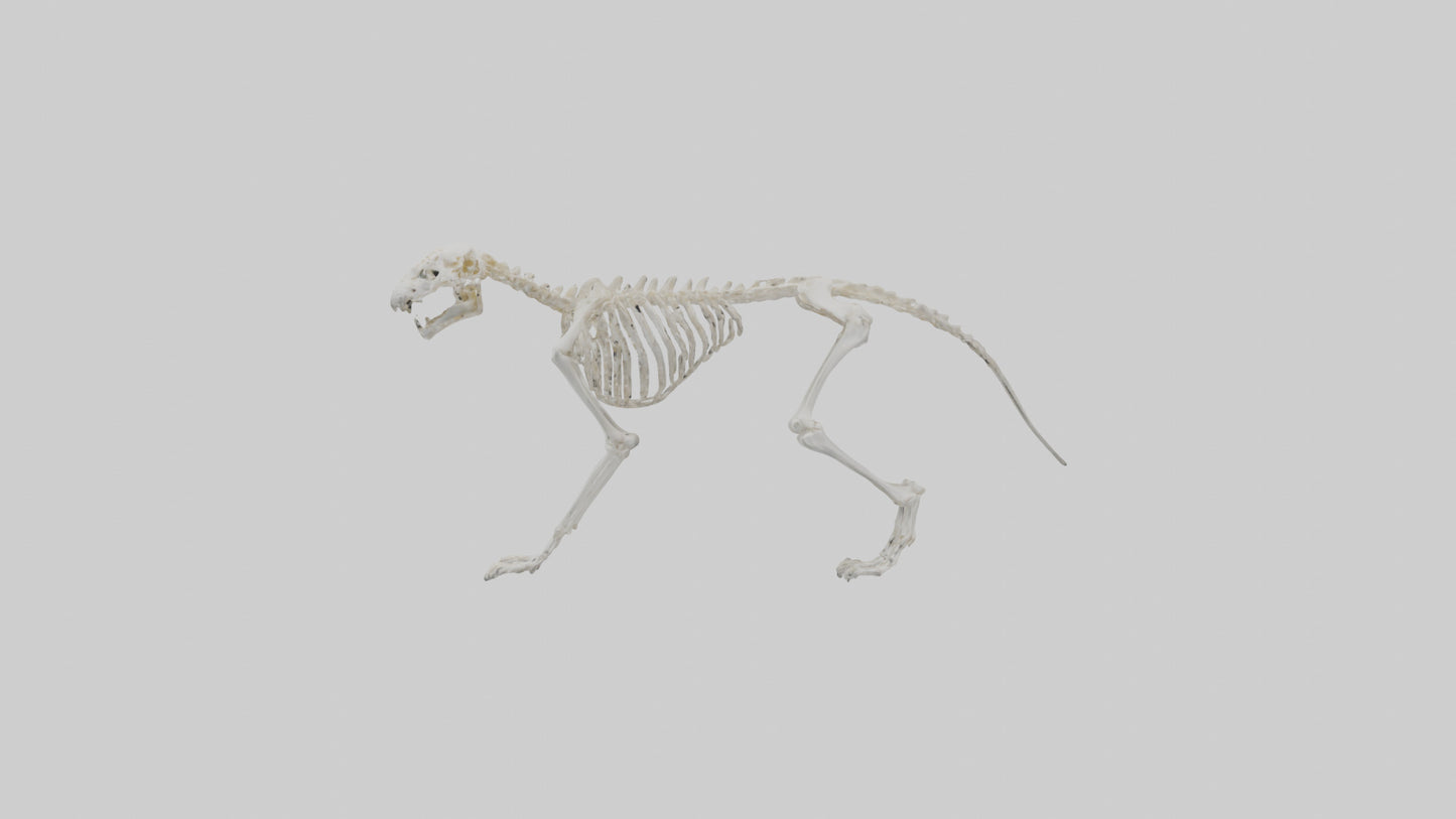 Leopard Skeleton model VR / AR / low-poly