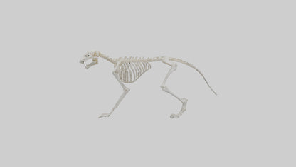 Leopard Skeleton model VR / AR / low-poly