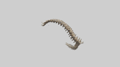 3D model Leopard Spine VR / AR / low-poly