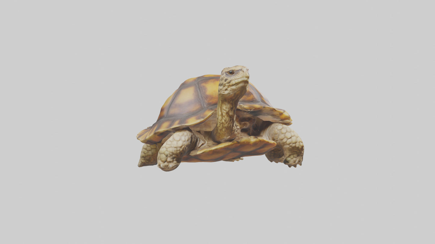 3D model Leopard Spine VR / AR / low-poly