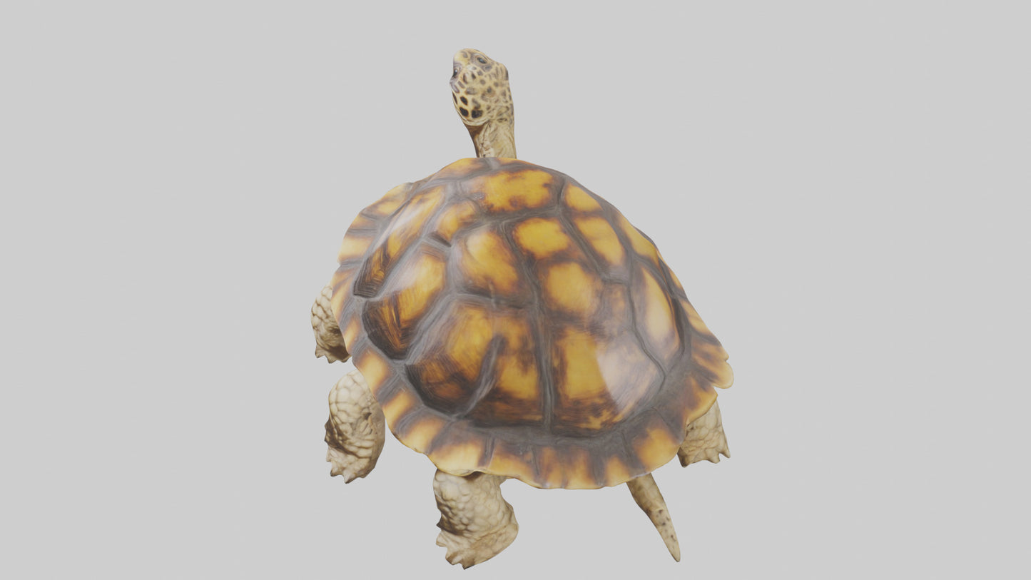 3D model Leopard Spine VR / AR / low-poly