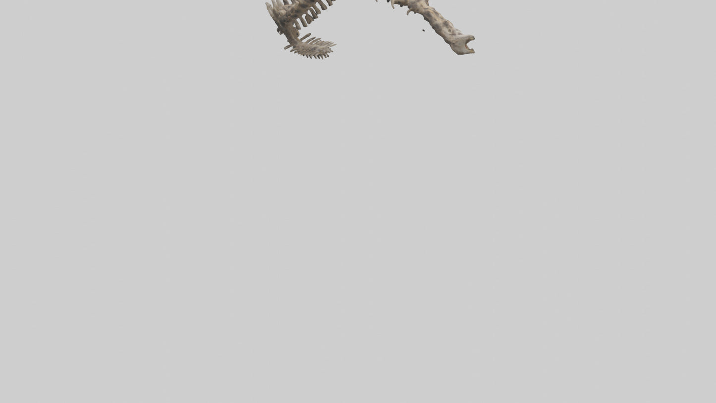 3D model Leopard Spine VR / AR / low-poly