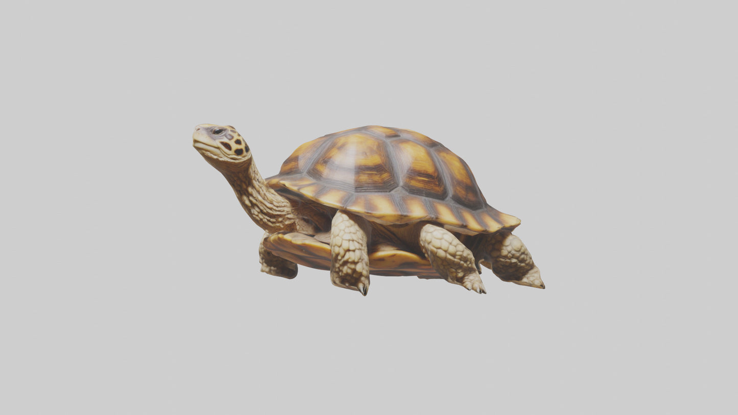 3D model Leopard Spine VR / AR / low-poly