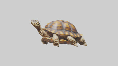 3D model Leopard Spine VR / AR / low-poly