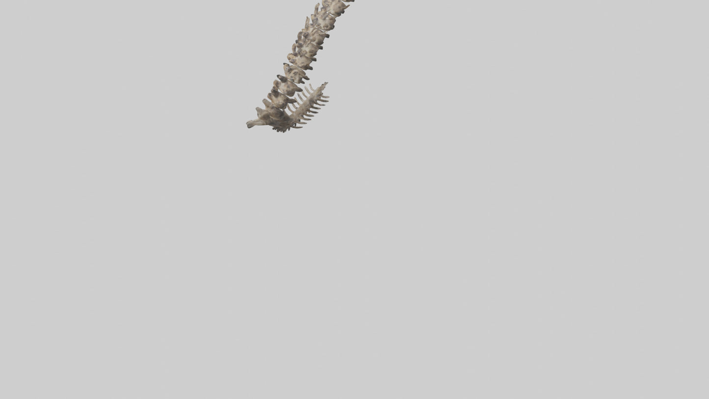 3D model Leopard Spine VR / AR / low-poly