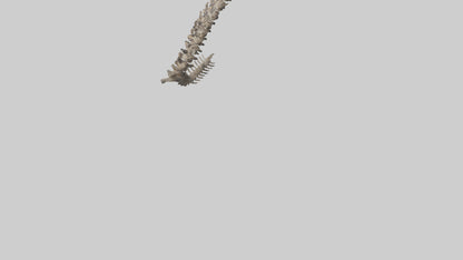 3D model Leopard Spine VR / AR / low-poly