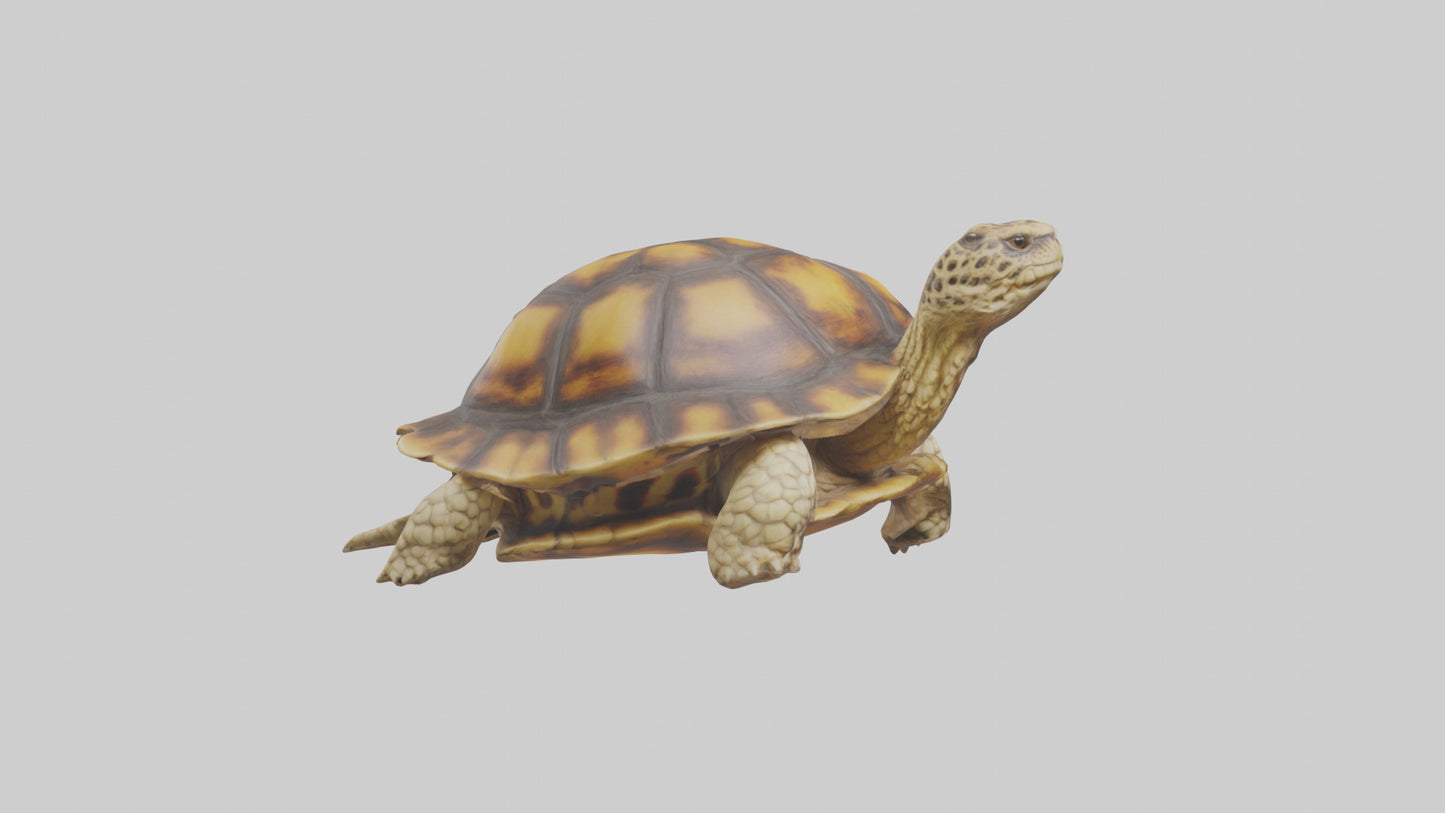 3D model Leopard Spine VR / AR / low-poly