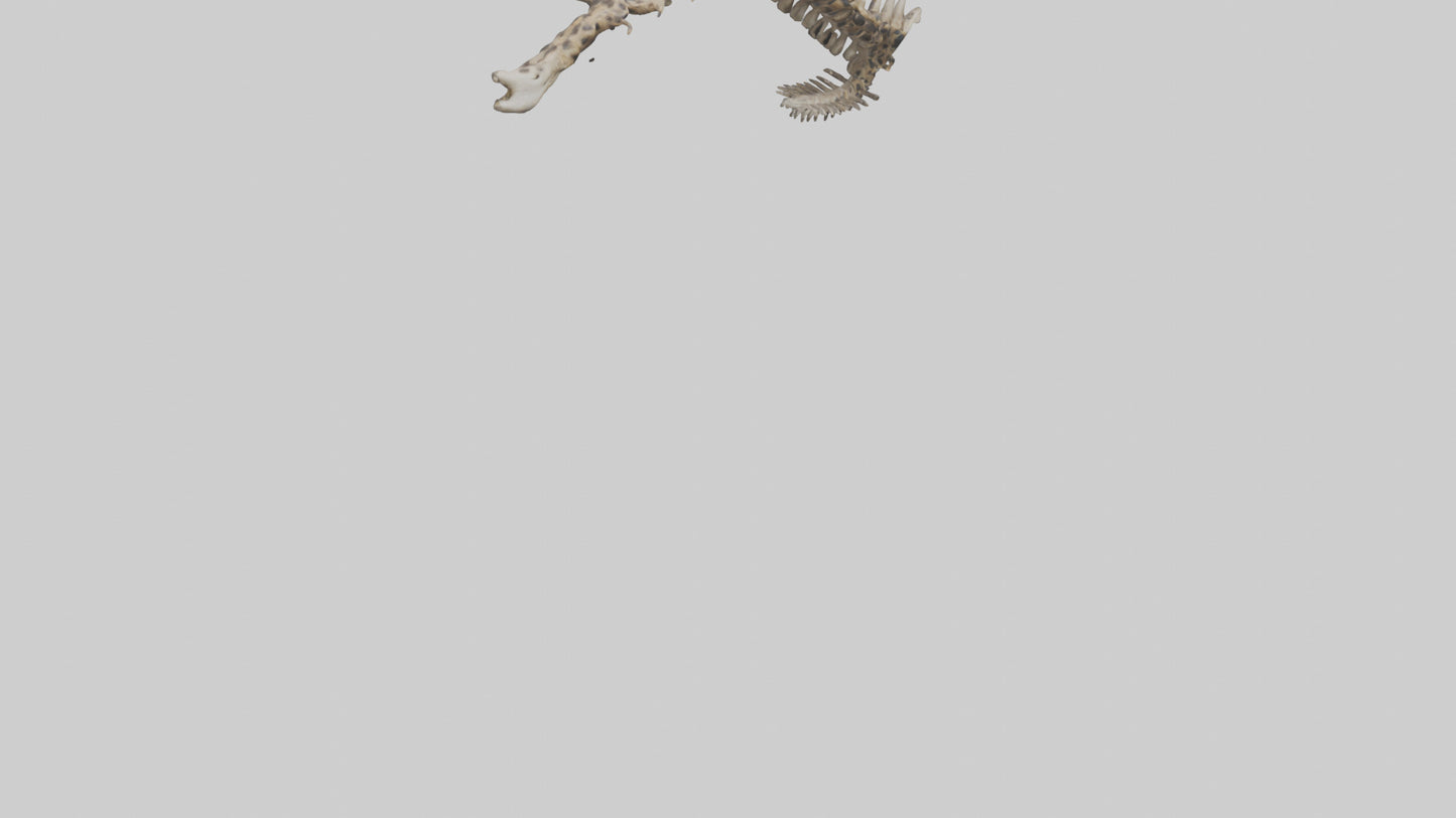 3D model Leopard Spine VR / AR / low-poly