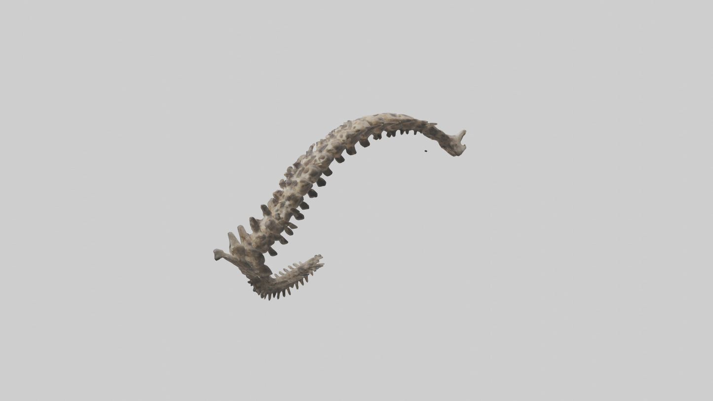 3D model Leopard Spine VR / AR / low-poly