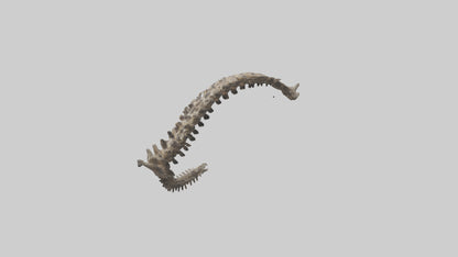 3D model Leopard Spine VR / AR / low-poly