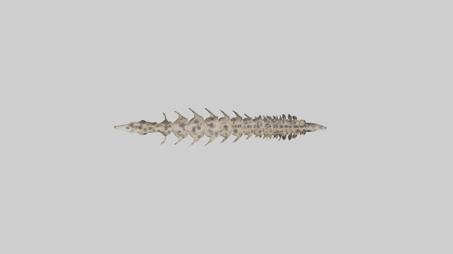 3D model Leopard Spine VR / AR / low-poly