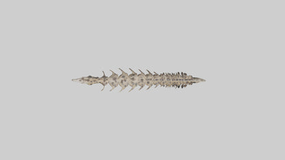 3D model Leopard Spine VR / AR / low-poly