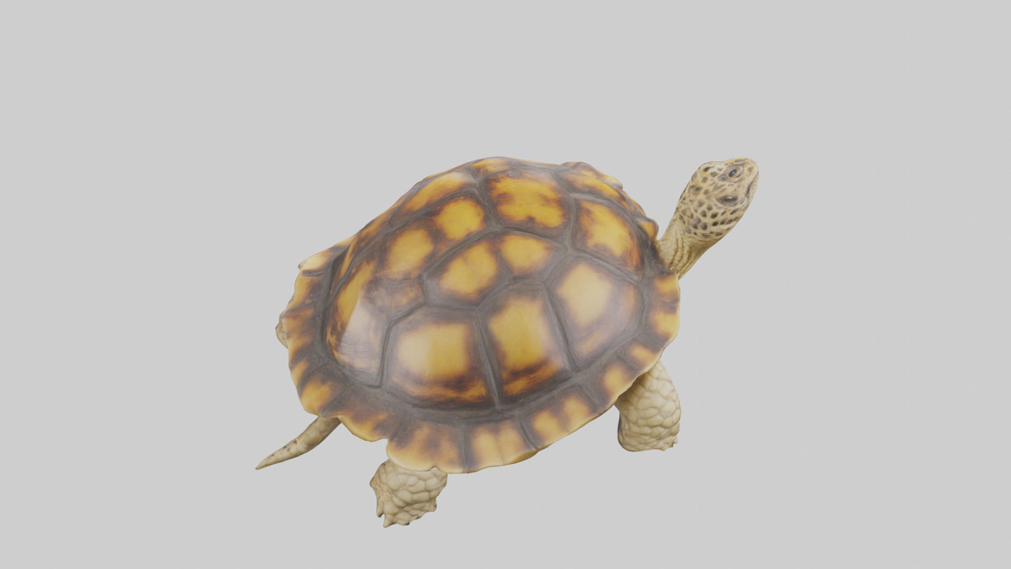 3D model Leopard Spine VR / AR / low-poly