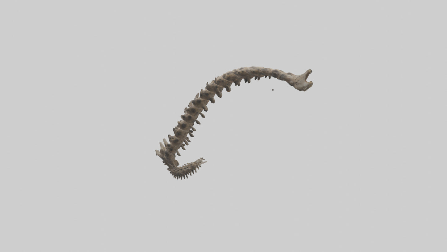 3D model Leopard Spine VR / AR / low-poly