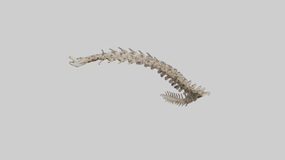 3D model Leopard Spine VR / AR / low-poly