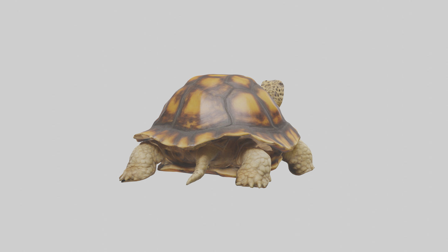 3D model Leopard Spine VR / AR / low-poly