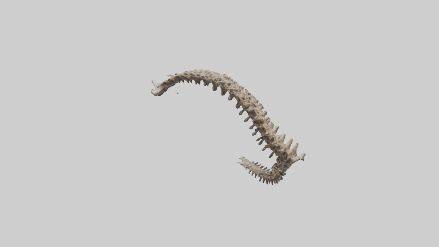 3D model Leopard Spine VR / AR / low-poly