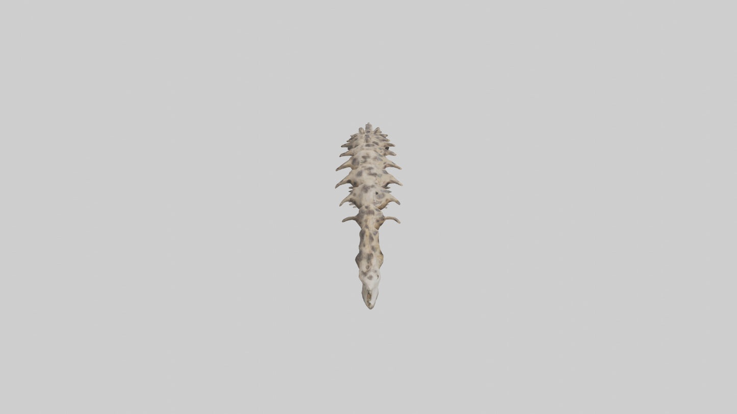 3D model Leopard Spine VR / AR / low-poly