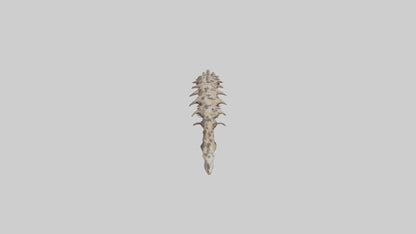 3D model Leopard Spine VR / AR / low-poly