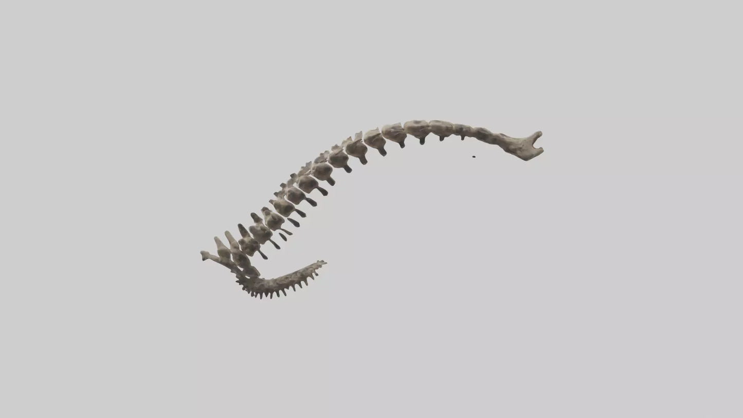 3D model Leopard Spine VR / AR / low-poly