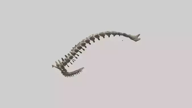 3D model Leopard Spine VR / AR / low-poly
