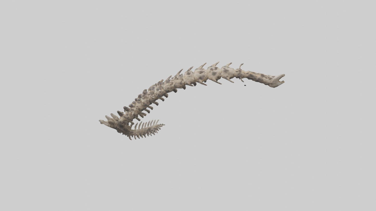 3D model Leopard Spine VR / AR / low-poly