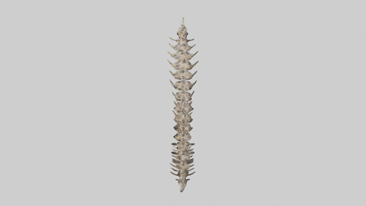 3D model Leopard Spine VR / AR / low-poly