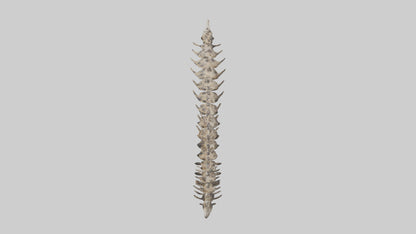 3D model Leopard Spine VR / AR / low-poly