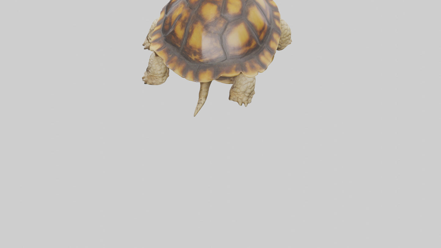 3D model Leopard Spine VR / AR / low-poly