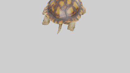 3D model Leopard Spine VR / AR / low-poly